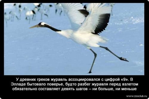 Интересные факты журавли. Интересные факты о журавлях 04