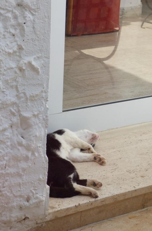 Тунис кошки. Субботние котики по-тунисски :)