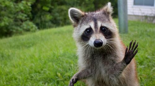 20 фактов о енотах. 12 интересных фактов о енотах