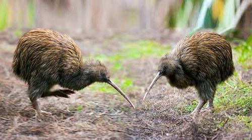 Птица киви интересные факты. Интересные факты о птице киви 13