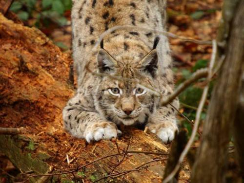 2 интересных факта о Рыси. Интересные факты о Рыси + Видео 22