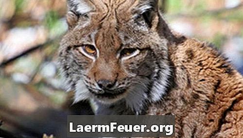 2 интересных факта о Рыси. Интересные факты о Рыси + Видео 34