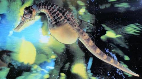 Информация о морских коньках. Спаривание и вынашивание икры