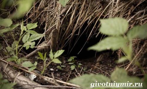 Бобры. Характер и образ жизни бобра