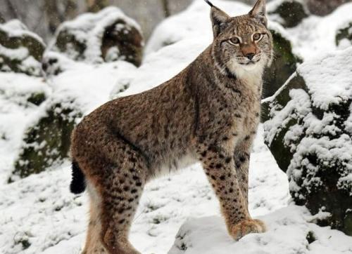 Жизнь Рыси. Сколько живет рысь