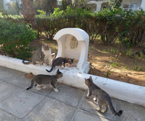 Тунис кошки. Субботние котики по-тунисски :)