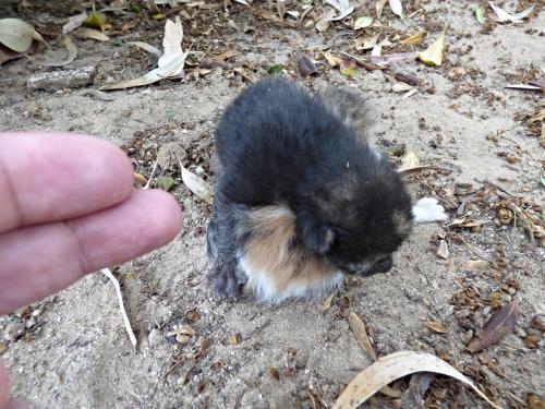 Тунис кошки. Субботние котики по-тунисски :)