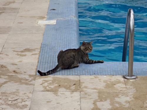 Тунис кошки. Субботние котики по-тунисски :)