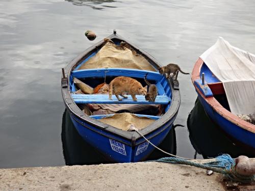 Тунис кошки. Субботние котики по-тунисски :)