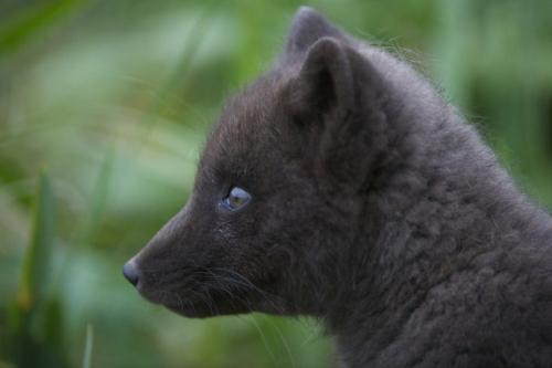 Интересные факты о тюленях. Особенности и среда обитания тюленя 07