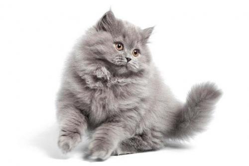 Кот в доме. Личная история