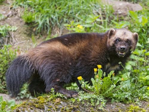 Росомаха описание. Росомаха