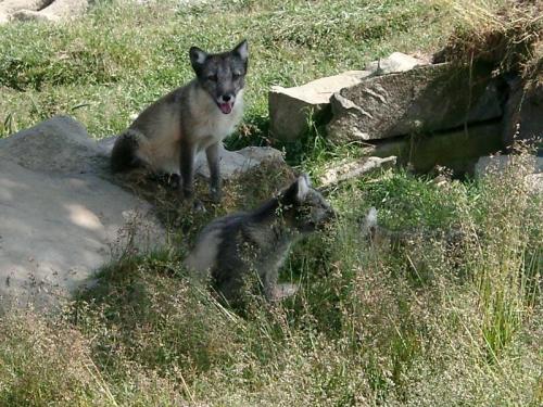 Интересные факты о тюленях. Особенности и среда обитания тюленя 08