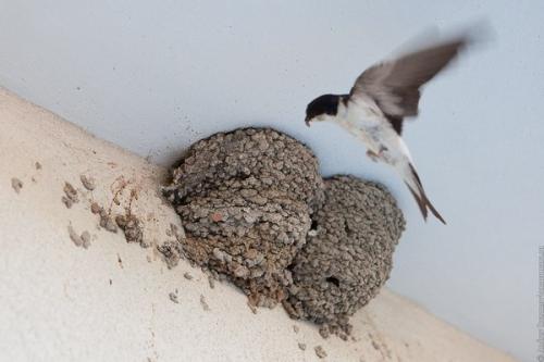 Где ночуют ласточки летом. Размножение ласточек