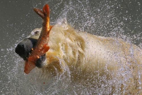 Интересные факты белый медведь. Интересные факты о белом медведе 02 Интересные факты белый медведь. Интересные факты о белом медведе 02