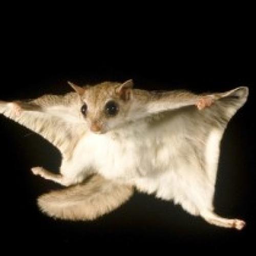 Интересные факты о летяге. 10 любопытных фактов о белке-летяге («Fact») Белка-летяга — очень интересное создание, напоминающее летучую мышь, только очень милую