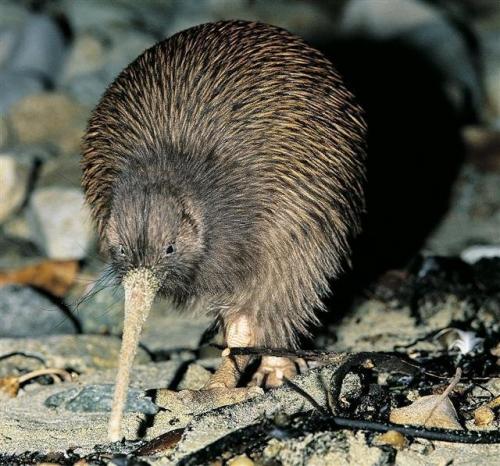 Птица киви интересные факты. Интересные факты о птице киви 10