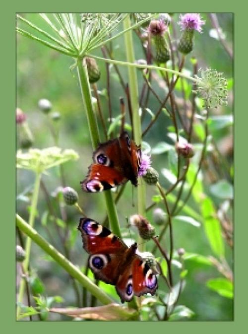 Невероятные факты о насекомых. 