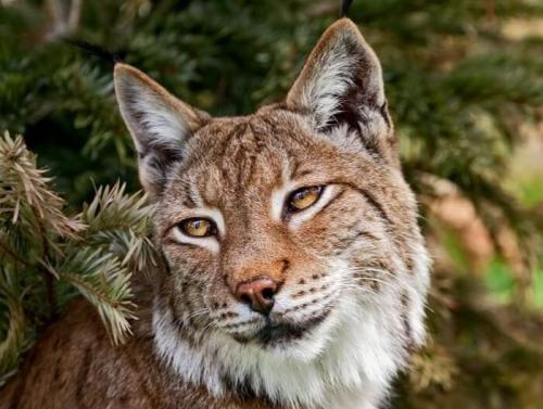 Жизнь Рыси. Сколько живет рысь