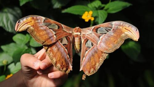 Интересные факты о бабочках. 10 интересных фактов о бабочках.