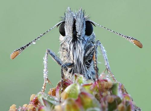 Синий карлик бабочка. Интересные факты о бабочках (15 фактов) 01