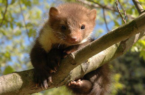 Куница домашняя. Каменная куница / Martes foina