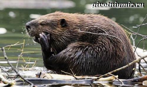 Бобры. Характер и образ жизни бобра