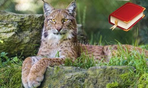 2 интересных факта о Рыси. Интересные факты о Рыси + Видео 18