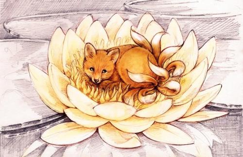 Факты о лисицах. 10 интересных фактов о лисах 06