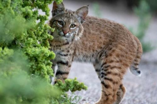 Жизнь Рыси. Сколько живет рысь