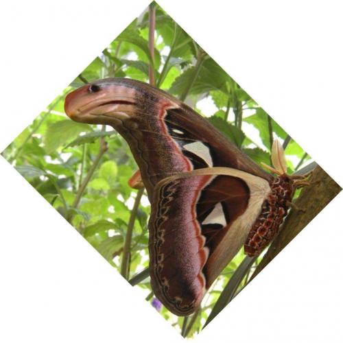 Синий карлик бабочка. Интересные факты о бабочках (15 фактов) 07