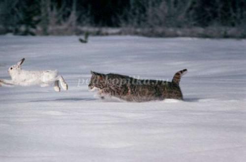 2 интересных факта о Рыси. Интересные факты о Рыси + Видео 19