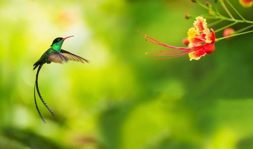 Чем славится румыния. Страна вампиров 14