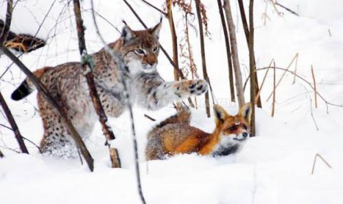 2 интересных факта о Рыси. Интересные факты о Рыси + Видео 23