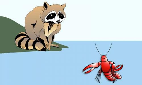 Про енотов факты. Интересные факты о енотах 01