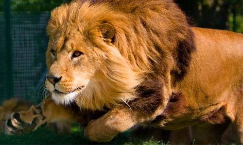 Лев интересные факты. Интересные факты о львах. Топ 18 фактов