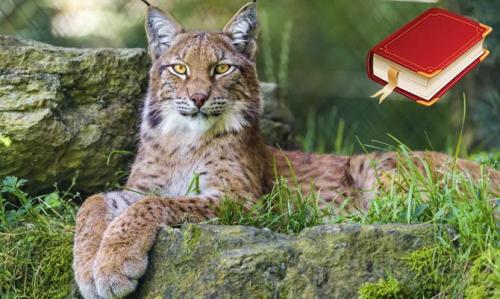 2 интересных факта о Рыси. Интересные факты о Рыси + Видео