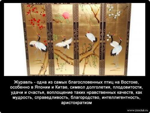Интересные факты журавли. Интересные факты о журавлях 02