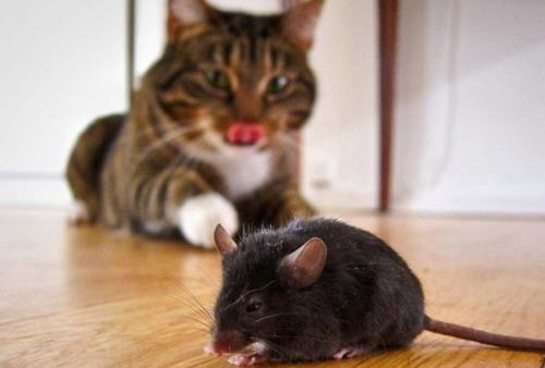 Влияние кошки на здоровье человека. Позитивное влияние кошек: 5 интересных фактов 05