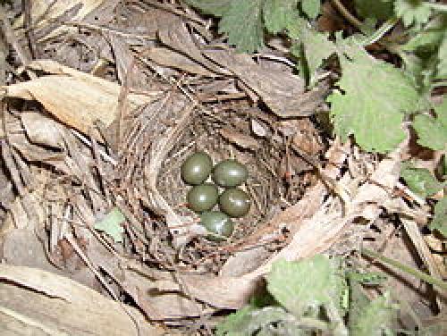 Соловьи улетают ли на юг. Безмолвный гастролер 02