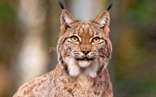 2 интересных факта о Рыси. Интересные факты о Рыси + Видео 17