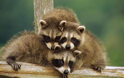 Что любят еноты. Что едят еноты?