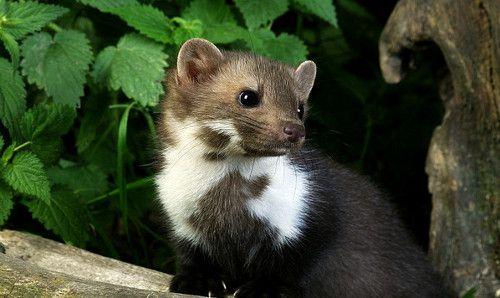 Куница домашняя. Каменная куница / Martes foina