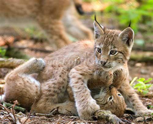 2 интересных факта о Рыси. Интересные факты о Рыси + Видео 25