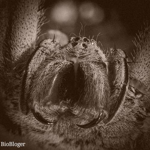 Паук банан. Банановый паук, как самый ядовитый в мире