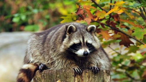 Интеллект енота. Насколько умны еноты?