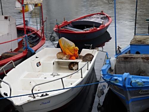 Тунис кошки. Субботние котики по-тунисски :)