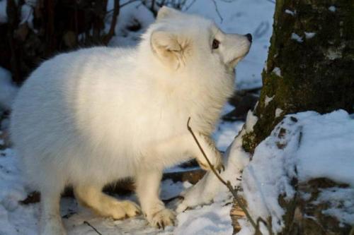 Интересные факты о тюленях. Особенности и среда обитания тюленя 04