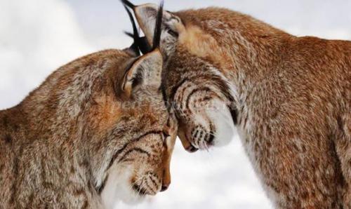 2 интересных факта о Рыси. Интересные факты о Рыси + Видео 24