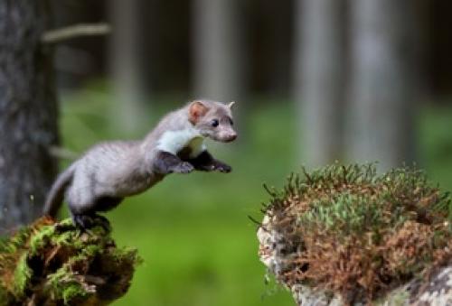 Интересные факты куница лесная. Куница лесная, или желтодушка - Martes martes  03